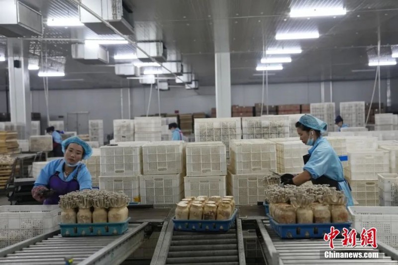 甘肃省张掖市甘州区一家菇业公司内，鹿茸菇成熟，工人集中采集上市2