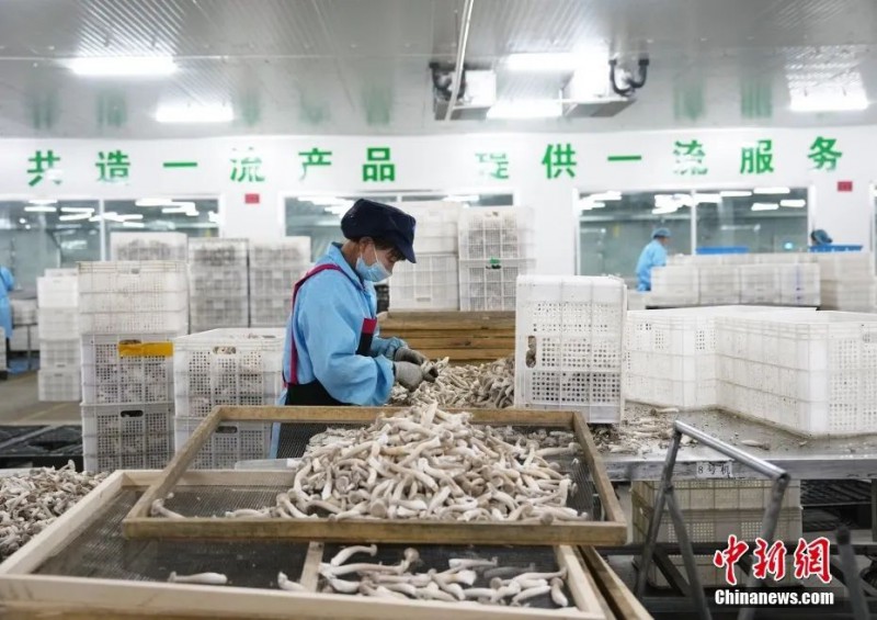 甘肃省张掖市甘州区一家菇业公司内，鹿茸菇成熟，工人集中采集上市3