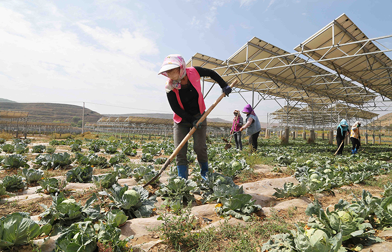9月9日，农民在通渭县榜罗镇四新村光伏农业产业示范园的蔬菜地里劳作2