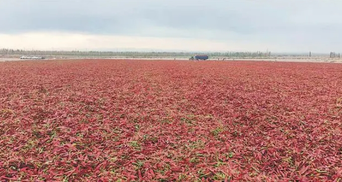 胶州市辣椒加工