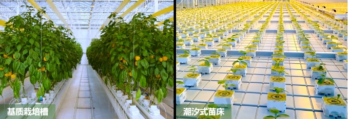 广东梅州、珠海携手打造的梅州市华发现代设施农业示范基地-基质栽培系统