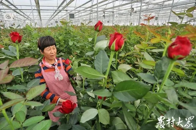 浩宇园艺泰山玫瑰园花农在管护鲜花.webp