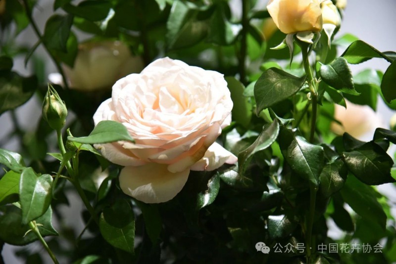 19月季专项竞赛获奖品种19