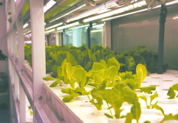 由中国农业科学院都市农业研究所自主研发的首座无人化垂直植物工厂投入使用2