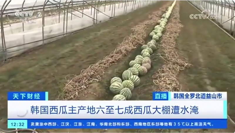 韩国西瓜遭水淹