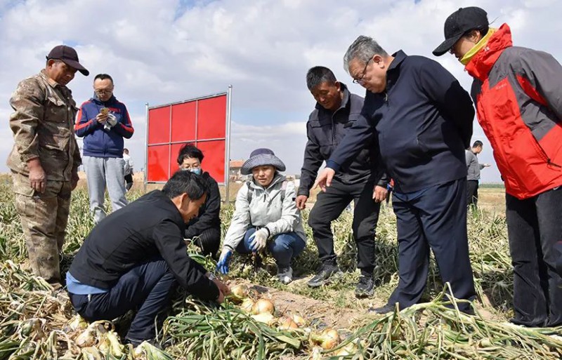 蔬菜产业专家团服务内蒙古冷凉蔬菜产业喜见成效3