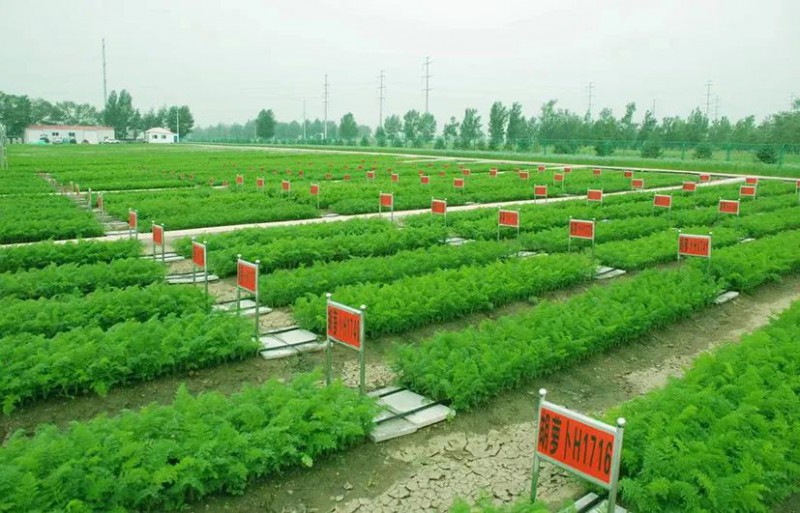 蔬菜产业专家团服务内蒙古冷凉蔬菜产业喜见成效4