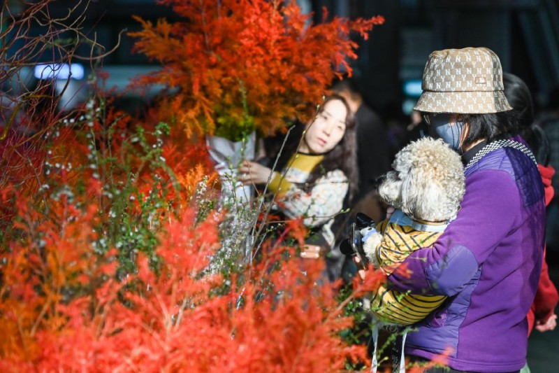 昆明斗南花市年宵花走俏3