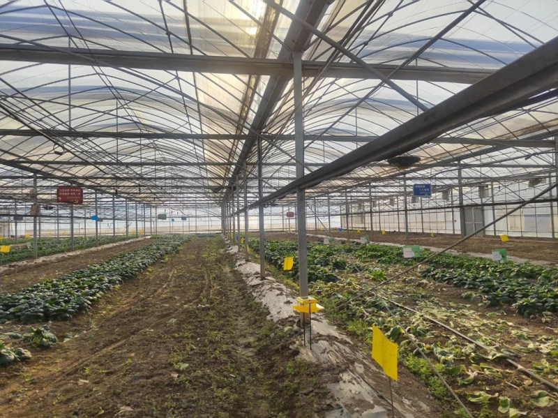 江苏省常熟市碧溪街道现代设施农业科技示范园区适合机械化作业的连栋大棚