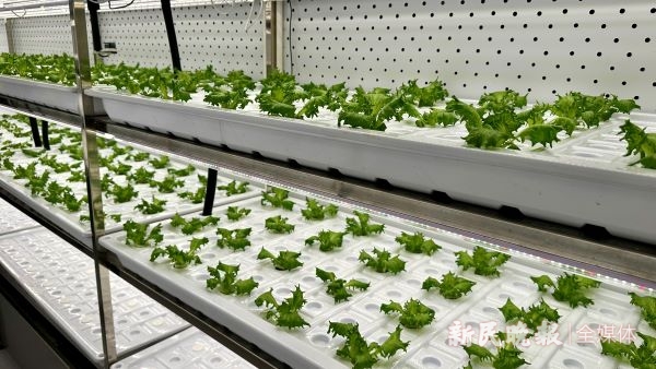 图说：在集装箱内种植蔬菜 新民晚报记者 金旻矣 摄