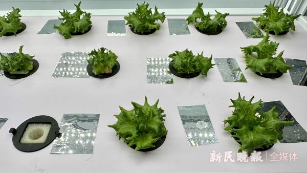 图说：蔬菜小苗2