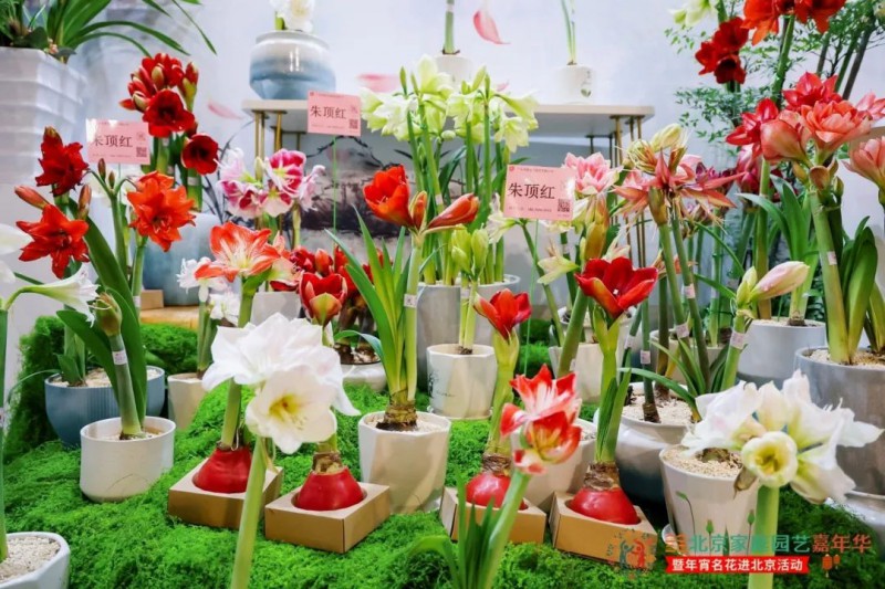 2025北京家庭园艺嘉年华3