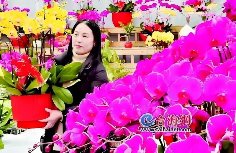 年宵花市火爆 蝴蝶兰仍占“C位”