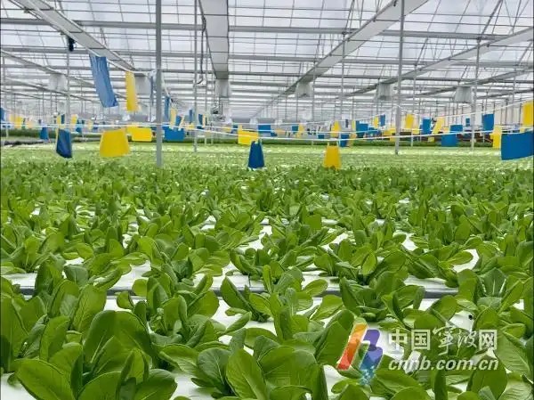 余姚陆埠镇无土栽培植物工厂项目2
