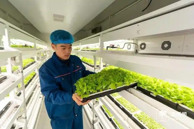 余姚陆埠镇无土栽培植物工厂项目4