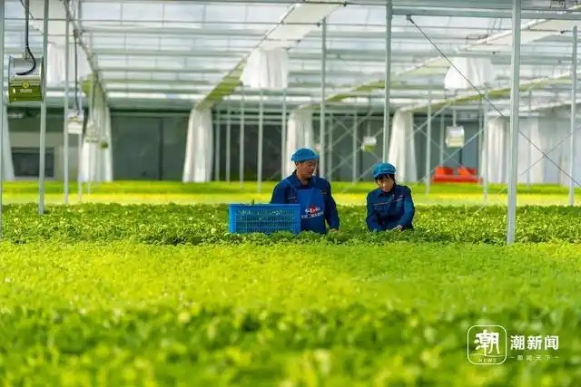余姚陆埠镇无土栽培植物工厂项目5