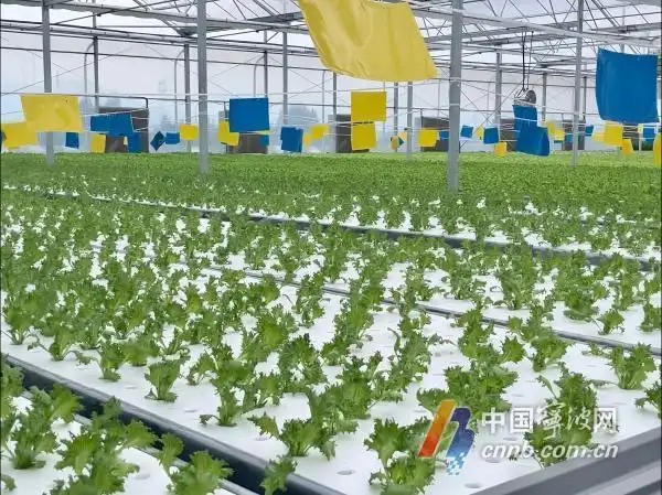 余姚陆埠镇无土栽培植物工厂项目1