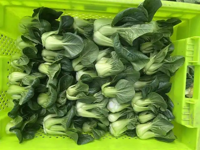 叮咚买菜廊下农场的大棚2