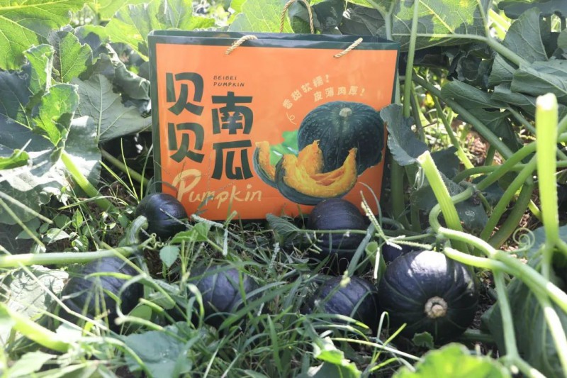 云南景谷县蔬菜产业2