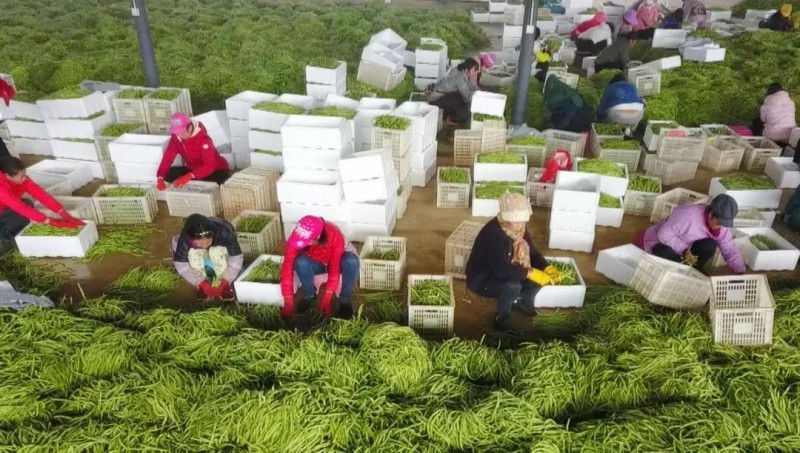 云南景谷县蔬菜产业17
