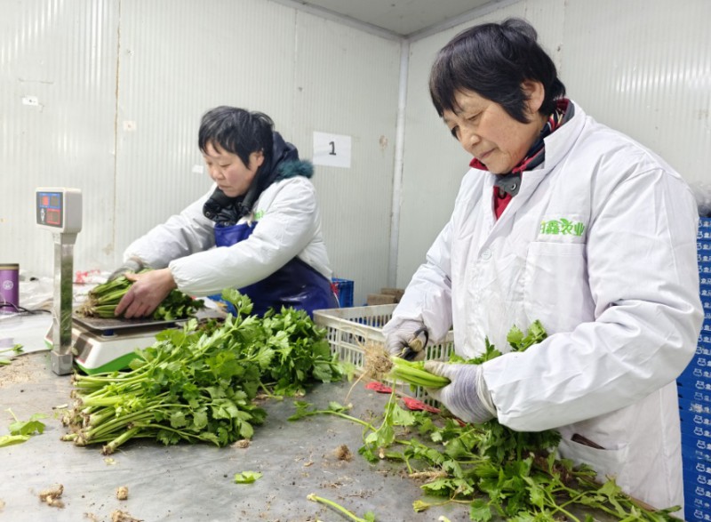 上海崇明蔬菜基地稳产保供1