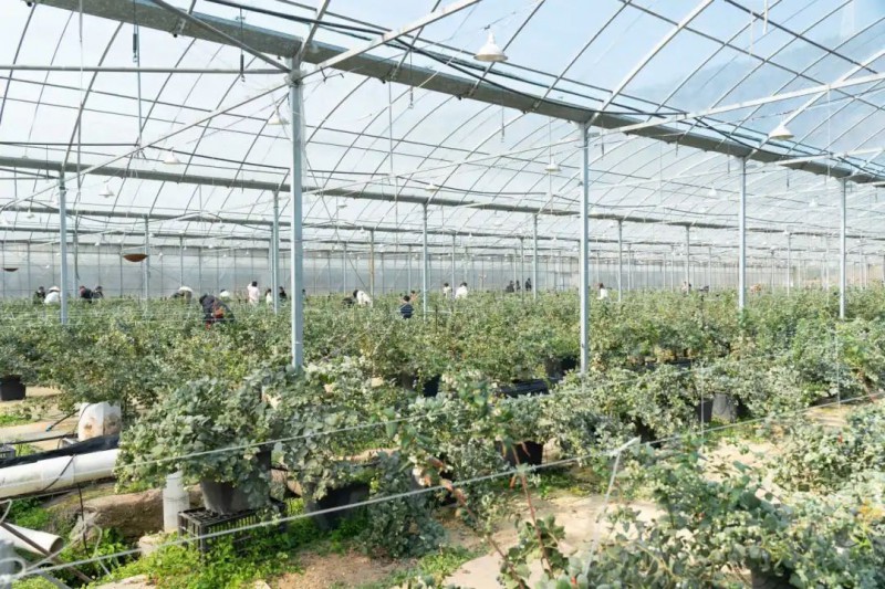 灵溪蓝莓基地1