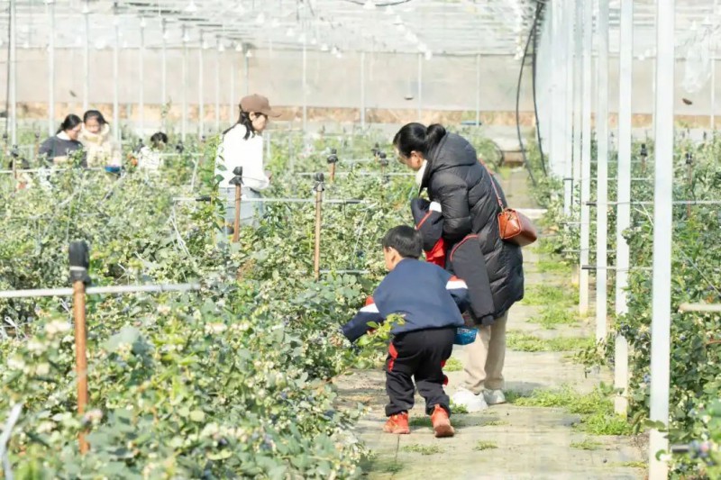 灵溪蓝莓基地3