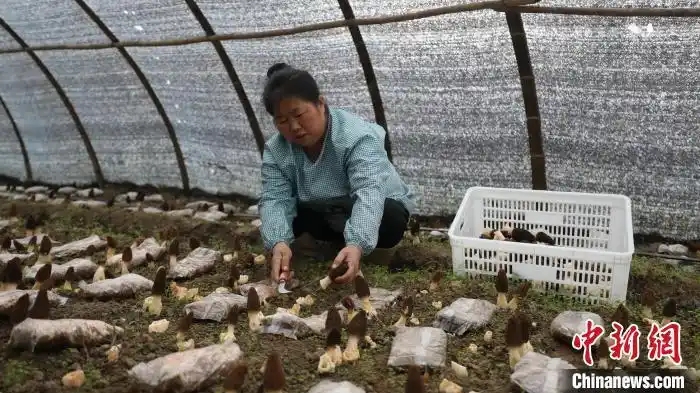 图为村民在采摘羊肚菌。龙佳倩 摄.webp