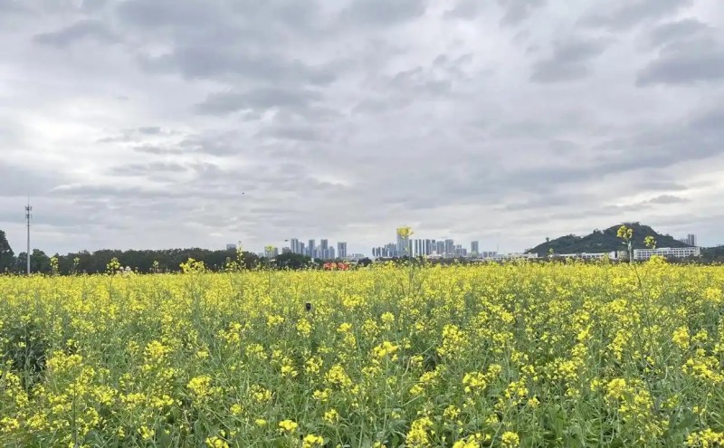 深圳光明高标准打造科学城里的都市田园1
