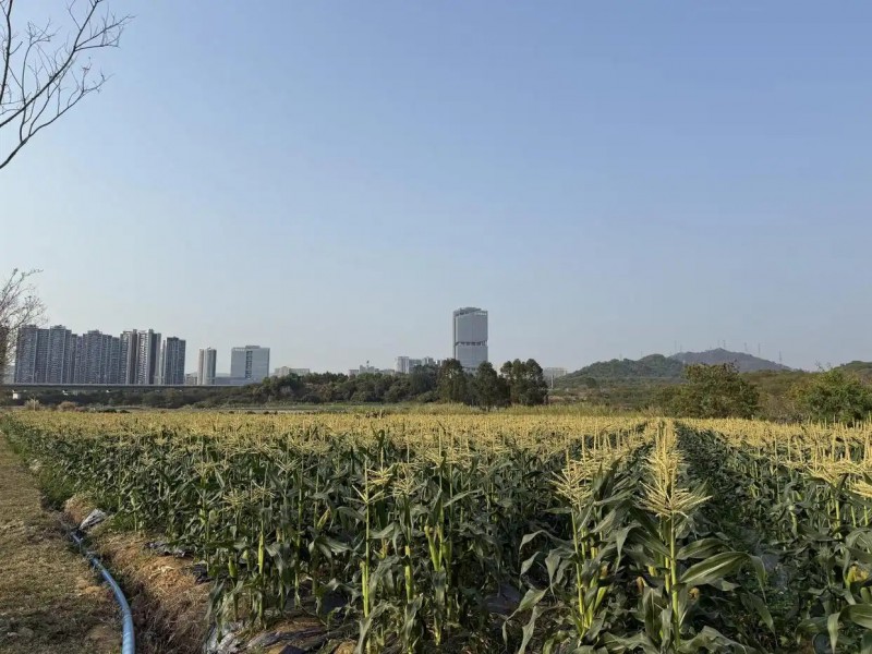 深圳光明高标准打造科学城里的都市田园2