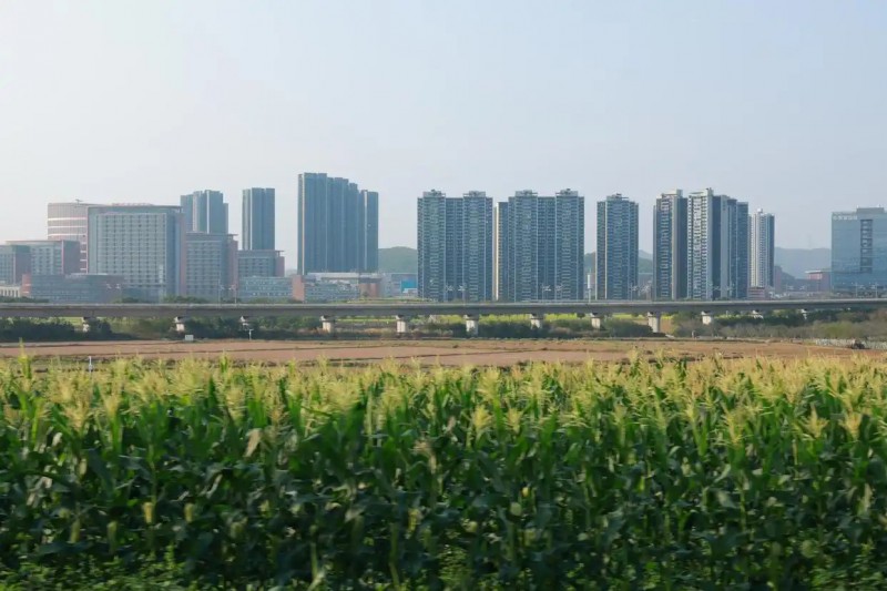 深圳光明高标准打造科学城里的都市田园3