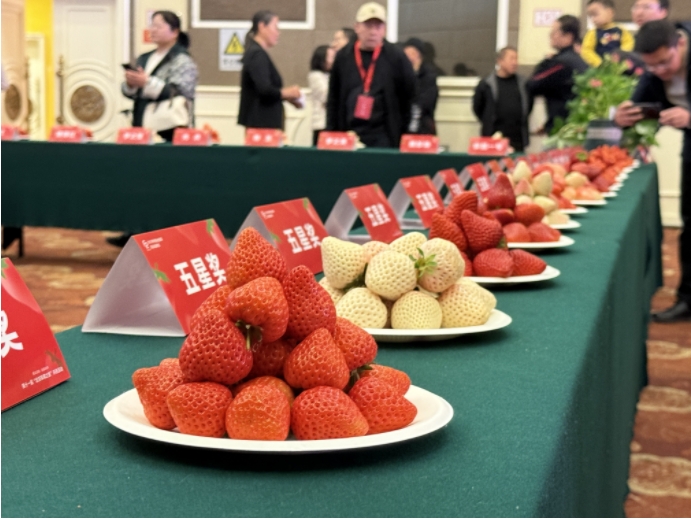 草莓擂台赛