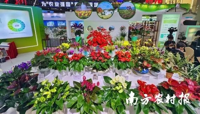 精品花卉展示
