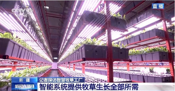 新疆“智慧牧草工厂”3
