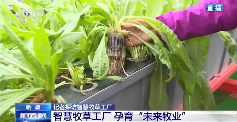 新疆“智慧牧草工厂”6-2