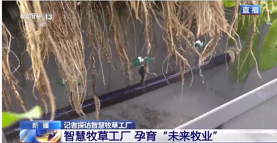 新疆“智慧牧草工厂”7