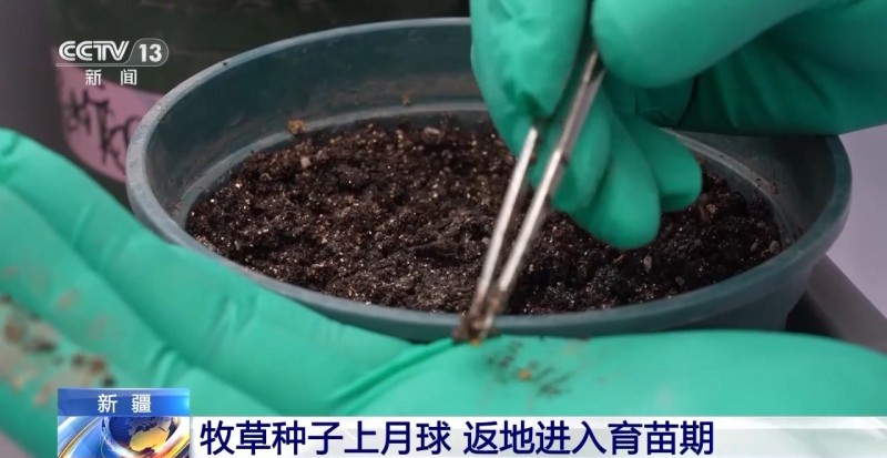 牧草种子上月球返地进入育苗期
