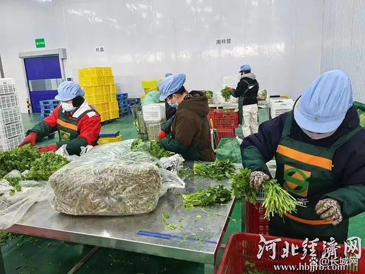 在固安县顺斋瓜菜种植专业合作社的净菜加工车间，工人们正在分拣蔬菜。固安县农业农村局 供图