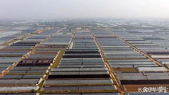 饶阳县南北岩村的万亩蔬菜棚。长城网·冀云客户端记者 李佳琦 摄