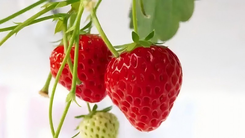 草莓.webp(1)