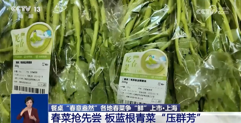 板蓝根青菜(1)