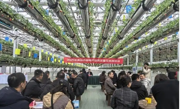 青岛草莓会
