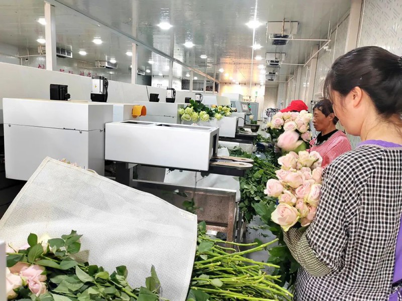 以每小时1.1万枝的速度对月季花进行精准分拣定级的数字化高效自动分拣系统