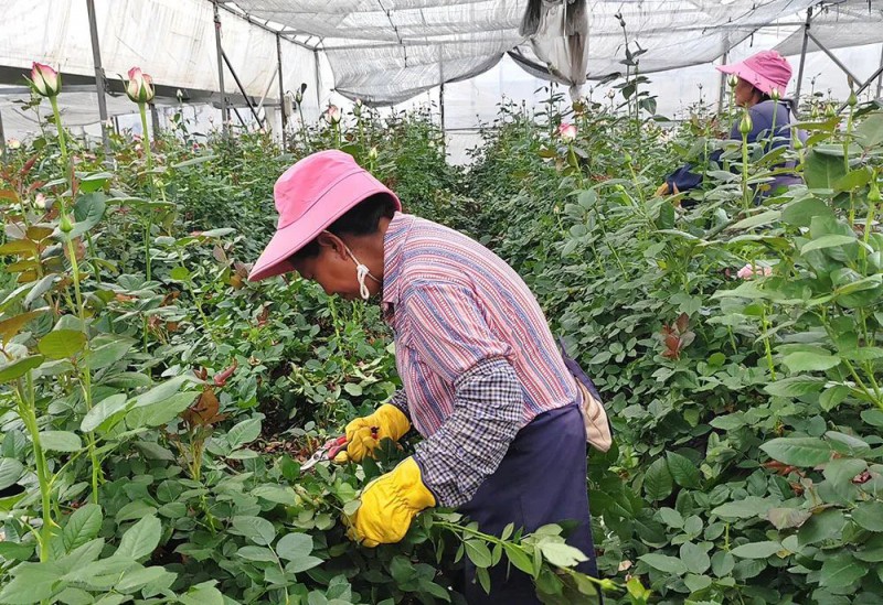 2024年，锦海花卉辐射带动玉溪市1800余户花农种植花卉4650亩，农户种植的月季亩均增收25000元