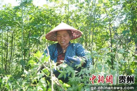 岑巩县客楼镇丰坝村的药用覆盆子基地,工人在采摘果子。周燕 摄.webp