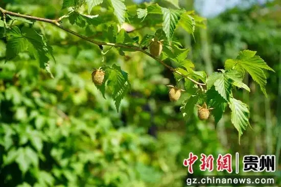 青绿色的果子挂满枝头。龙水英 摄.webp