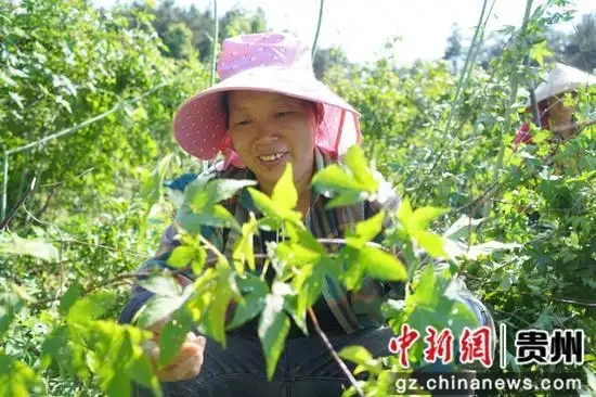 工人正在采摘果子。周燕 摄.webp