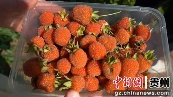 成熟的覆盆子果子。龙水英 摄.webp