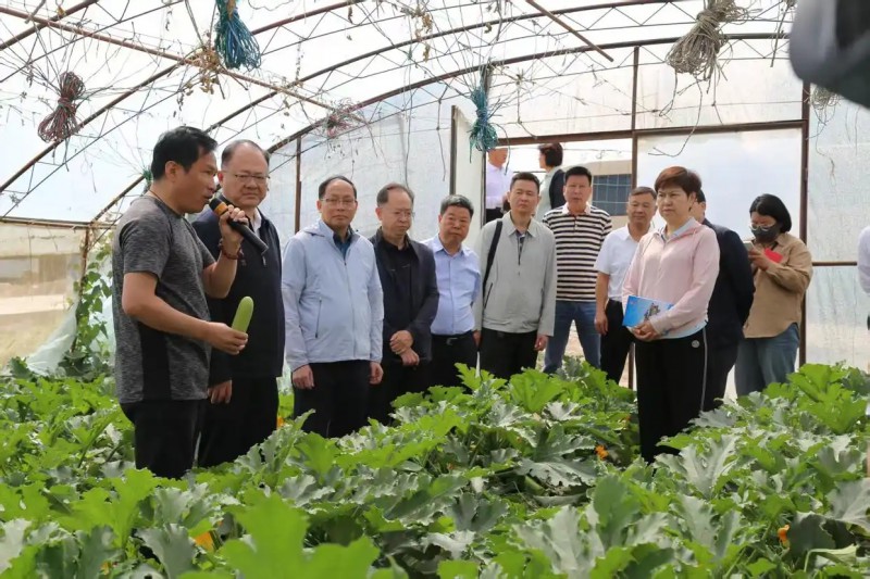 黔西南州政协考察组在银川市闽宁镇园艺村设施温棚园区考察.webp