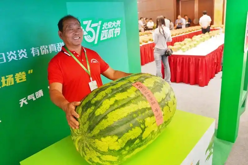 谢政江和他种植的195.5斤“瓜王”。新京报记者 李木易 摄.webp